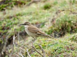 Stout-billed Cinclodes